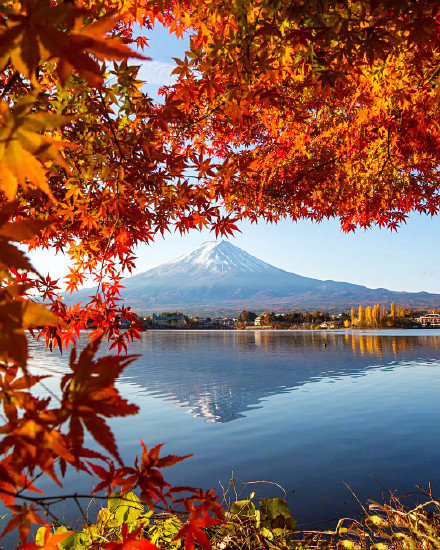 枫叶和富士山也是一种浪漫的组合,你喜欢吗? zt