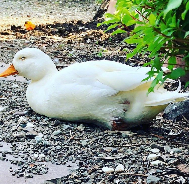 你也要加油鸭鸭鸭鸭! zt - 虎扑社区