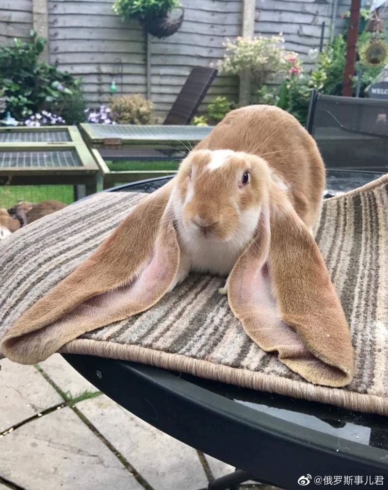 来自英国的垂耳兔,好大只的耳朵! zt