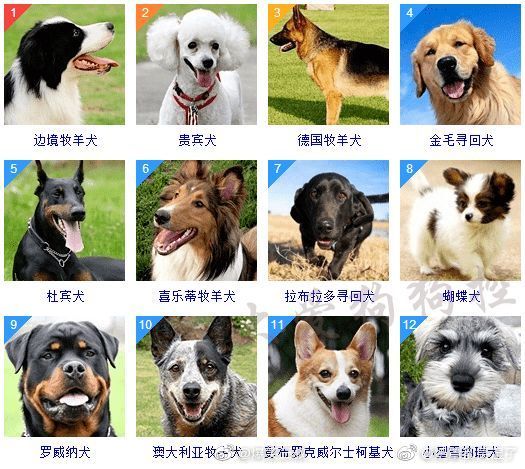 宠物狗图片品种名字图片