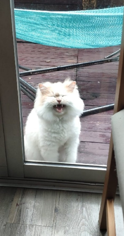 猫:再不开门,朕就要咬人了! zt