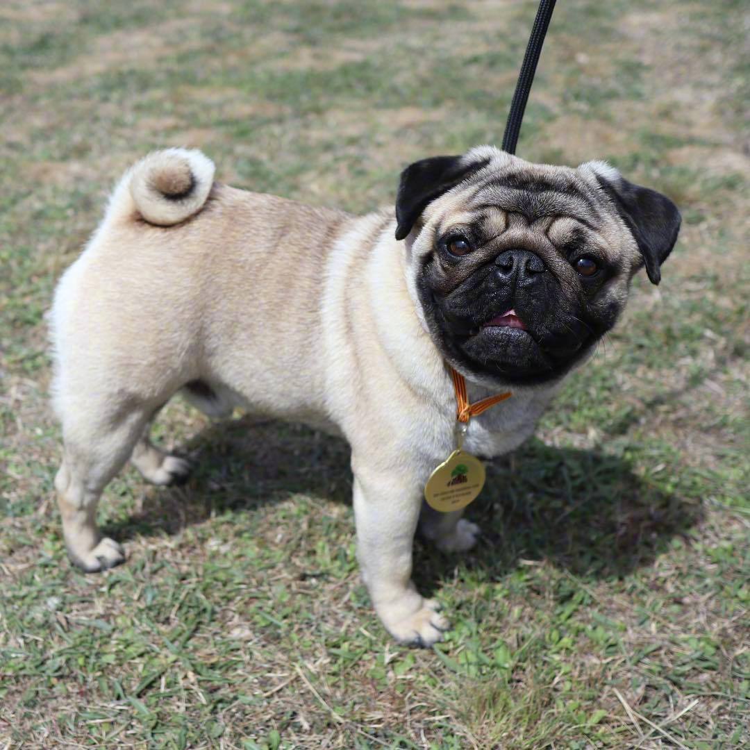 八哥这个尾巴怎么摇呀? zt