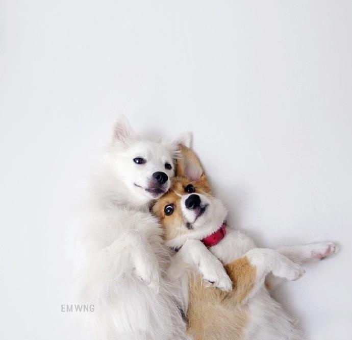 柯基和萨摩耶jrs更喜欢哪个zt