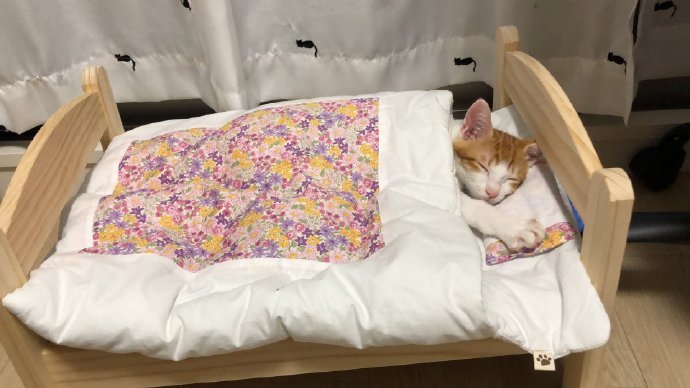 可爱的画面两只猫咪躺进被子睡在一起zt