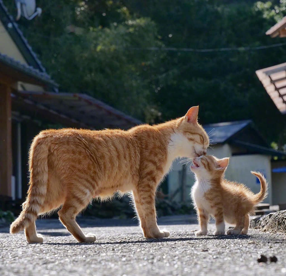 流浪的大猫跟小猫咪,好温馨 zt