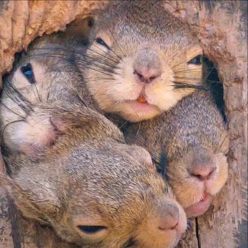 松鼠一家:"让我看看外面是啥!让我也看看!" zt