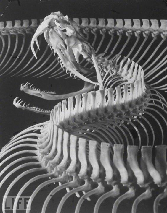 保存完全的蛇骨标本,感受到一股寒意. zt