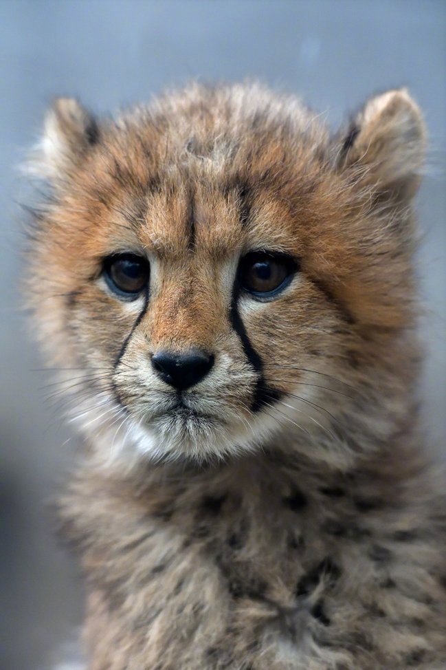 天然委屈脸的小奶豹,太可爱了! zt