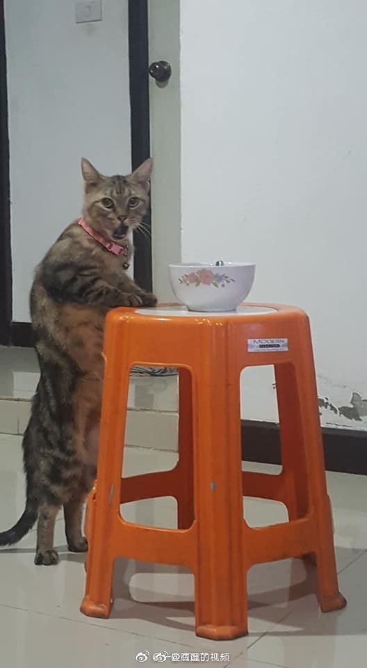 猫偷吃被发现这表情是什么水平zt