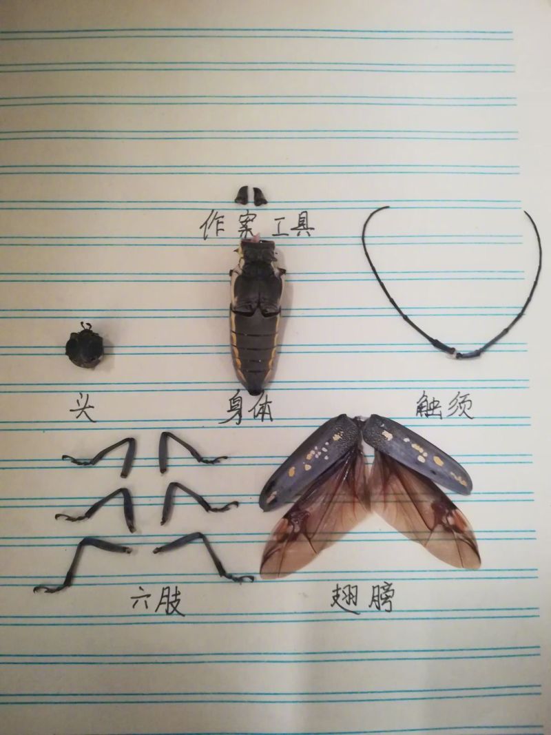 一网友被天牛咬后 zt