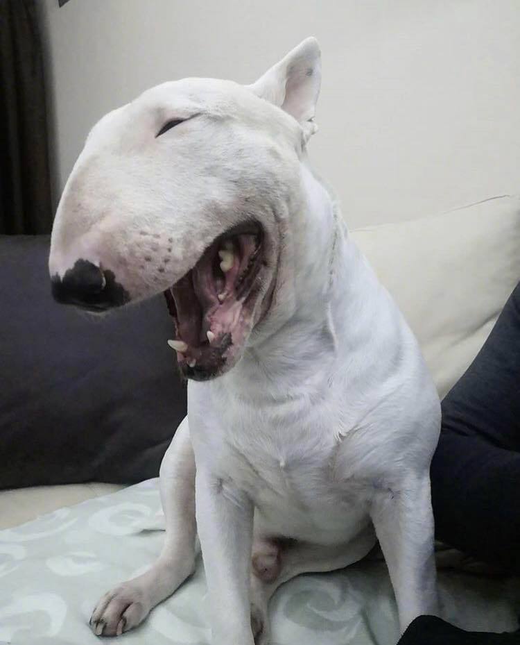 狗界颜王?越看越像孙红雷 zt