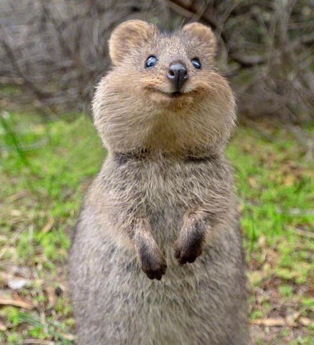 短尾矮袋鼠,看到它们笑,心情莫名就会变好! zt