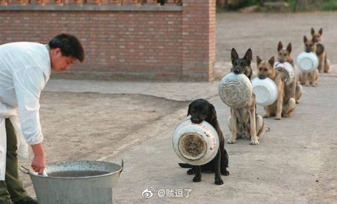 开饭前叼碗排队的军犬zt