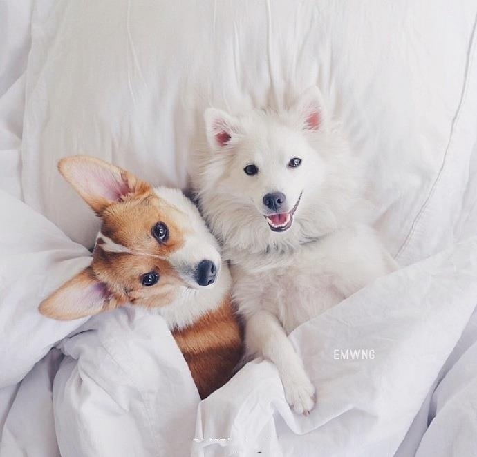 柯基和萨摩耶jrs更喜欢哪个zt