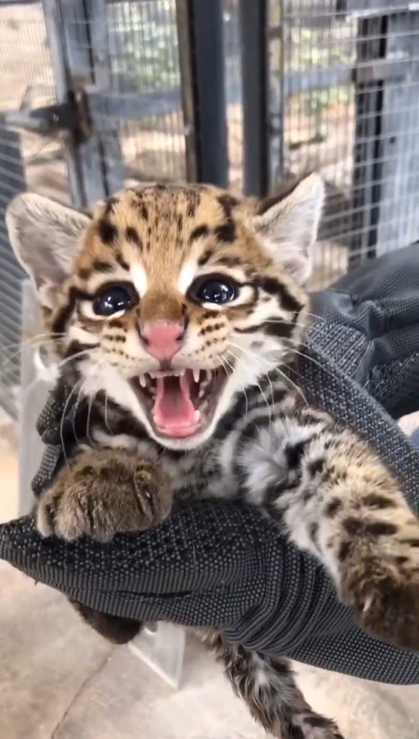 奶凶奶凶的小猫咪嗷嗷zt
