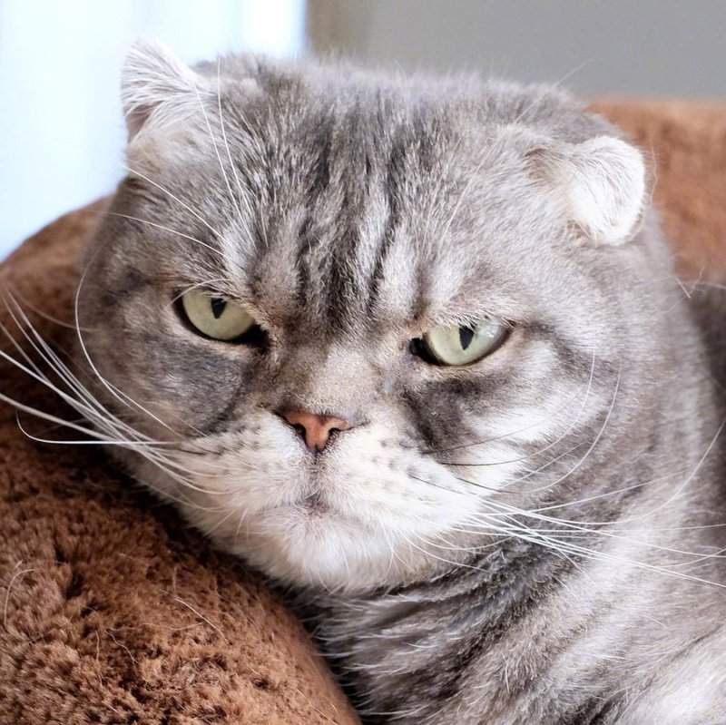 超奶凶的折耳猫咪:人家超凶的呢,喵呜 zt