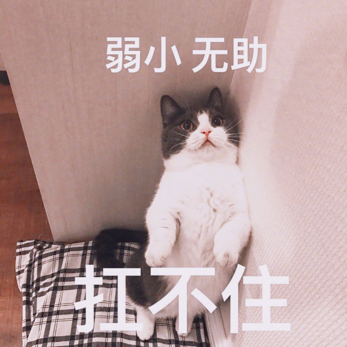 喵我弱小可怜又无助zt