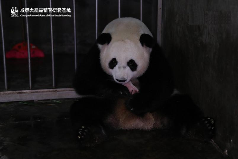 滚滚界的大喜事:"阿宝,珠珠"先后传来喜讯,且均为龙凤胎哦! zt
