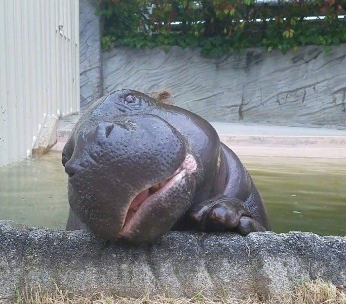 竟然被一只小河马萌到了zt