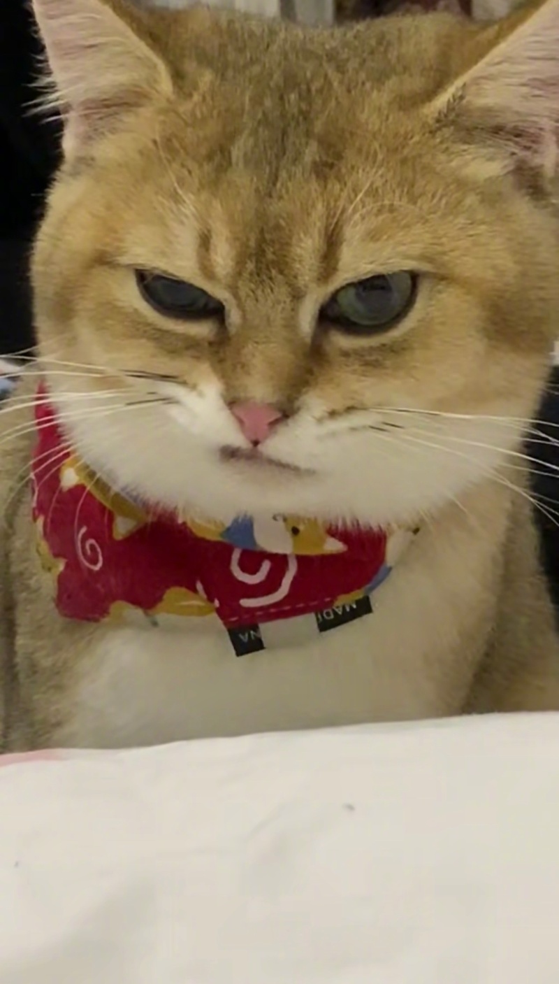 对拽拽的猫没有抵抗力 zt