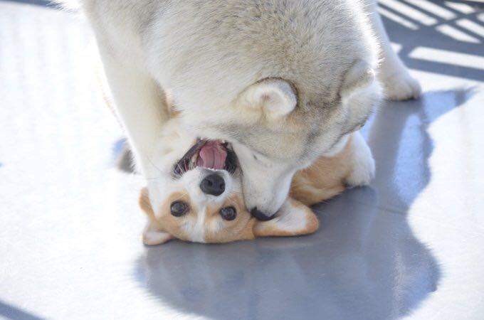 哈士奇与柯基的友情～身高差之萌 zt