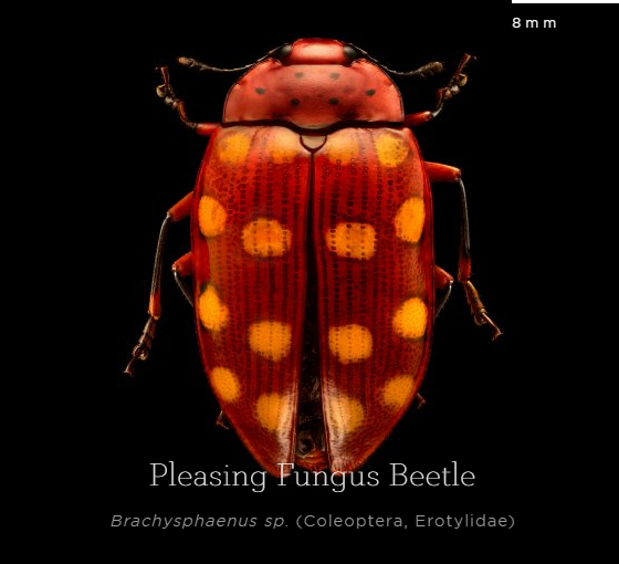 超酷的昆虫网站图像能放大到200倍看清甲壳上的每一个细节zt