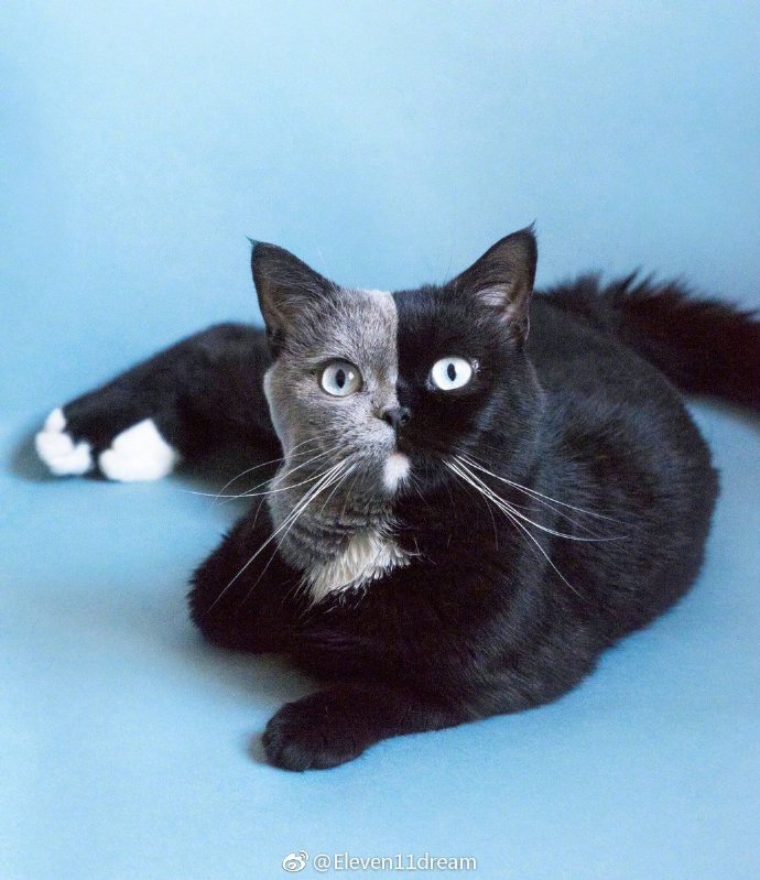 法国双面猫narnia zt