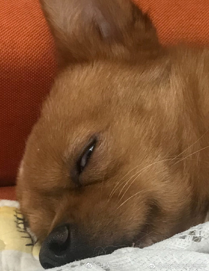 一组你哈尼的表情包,请立刻转载保存 zt