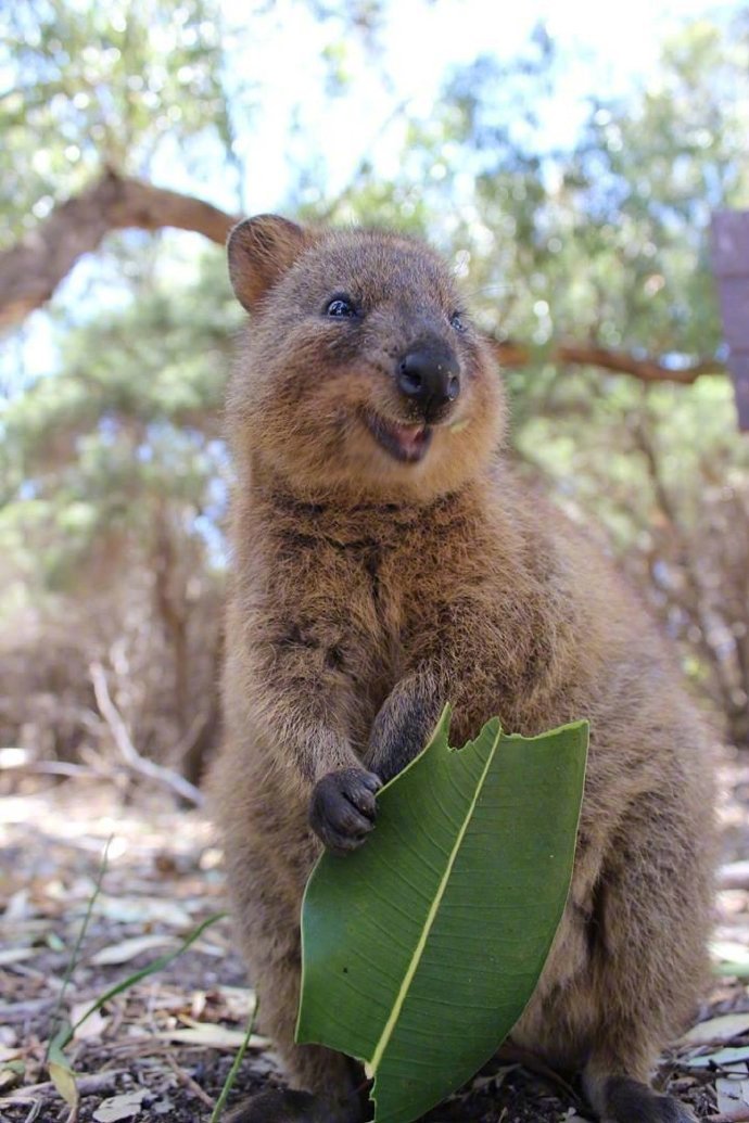 澳洲短尾矮袋鼠这颜值什么水平zt