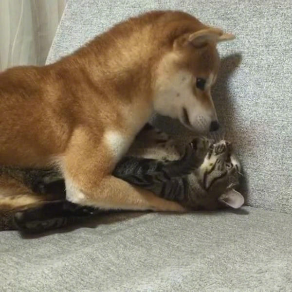 最佳猫狗cp它们的日常让人感觉暖暖哒02020202zt