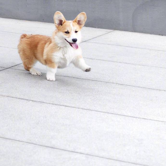 柯基,腿长八厘米 zt