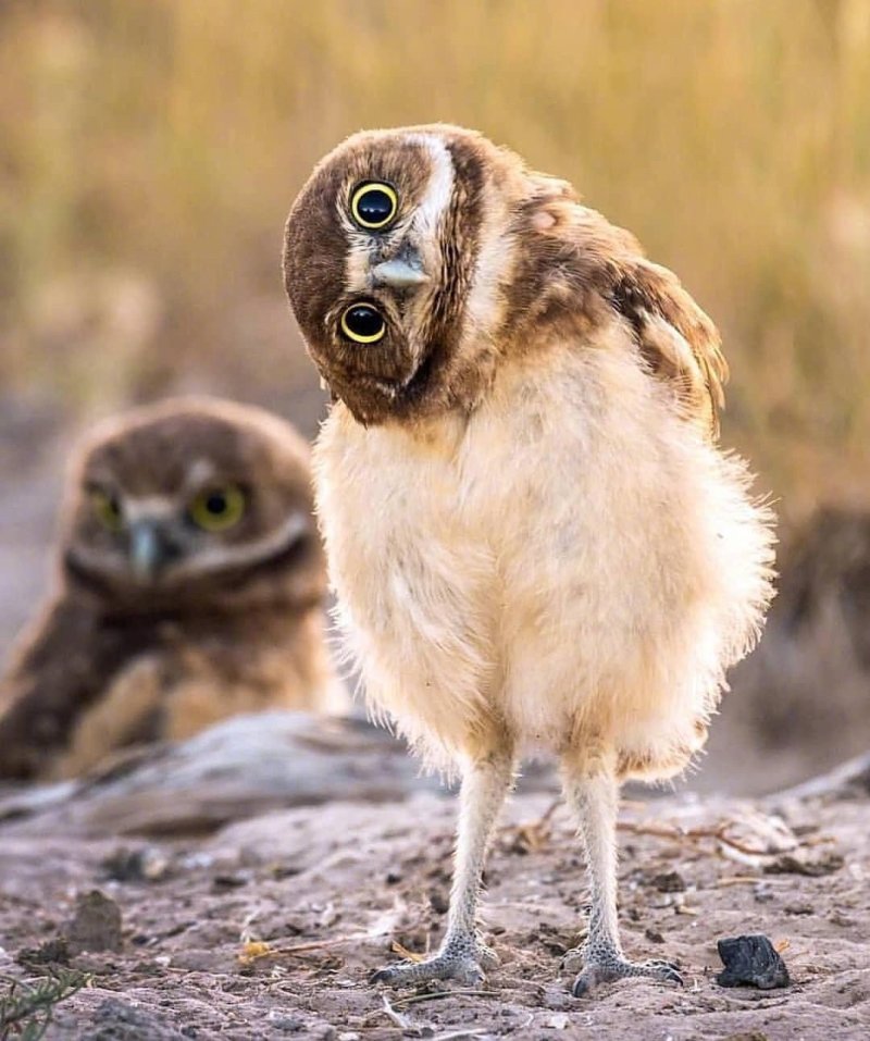 猫头鹰的歪头杀.太可爱了吧 zt