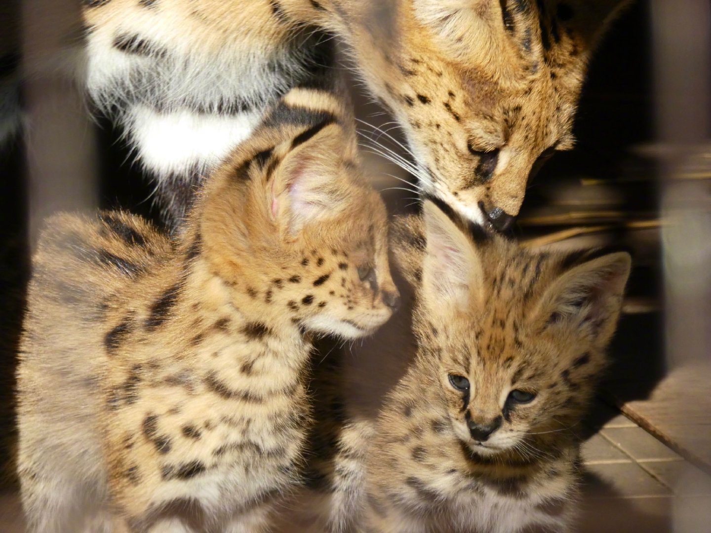 日本多摩动物公园2个月的薮猫宝宝超可爱zt