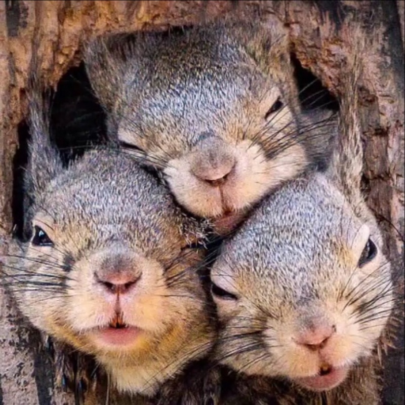 松鼠一家:"让我看看外面是啥!让我也看看!" zt