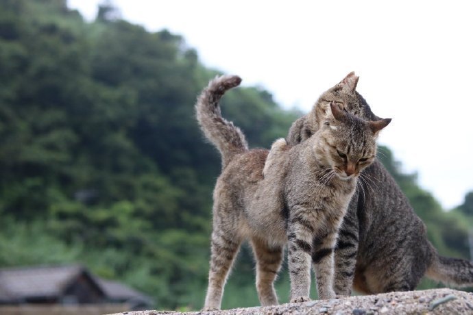 两猫相依偎,这波猫之间的爱情是什么水平? zt