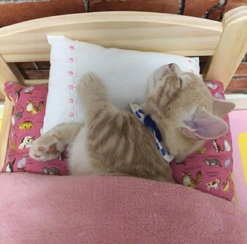猫咪睡在自己的迷你床上,这也太可爱了吧? zt