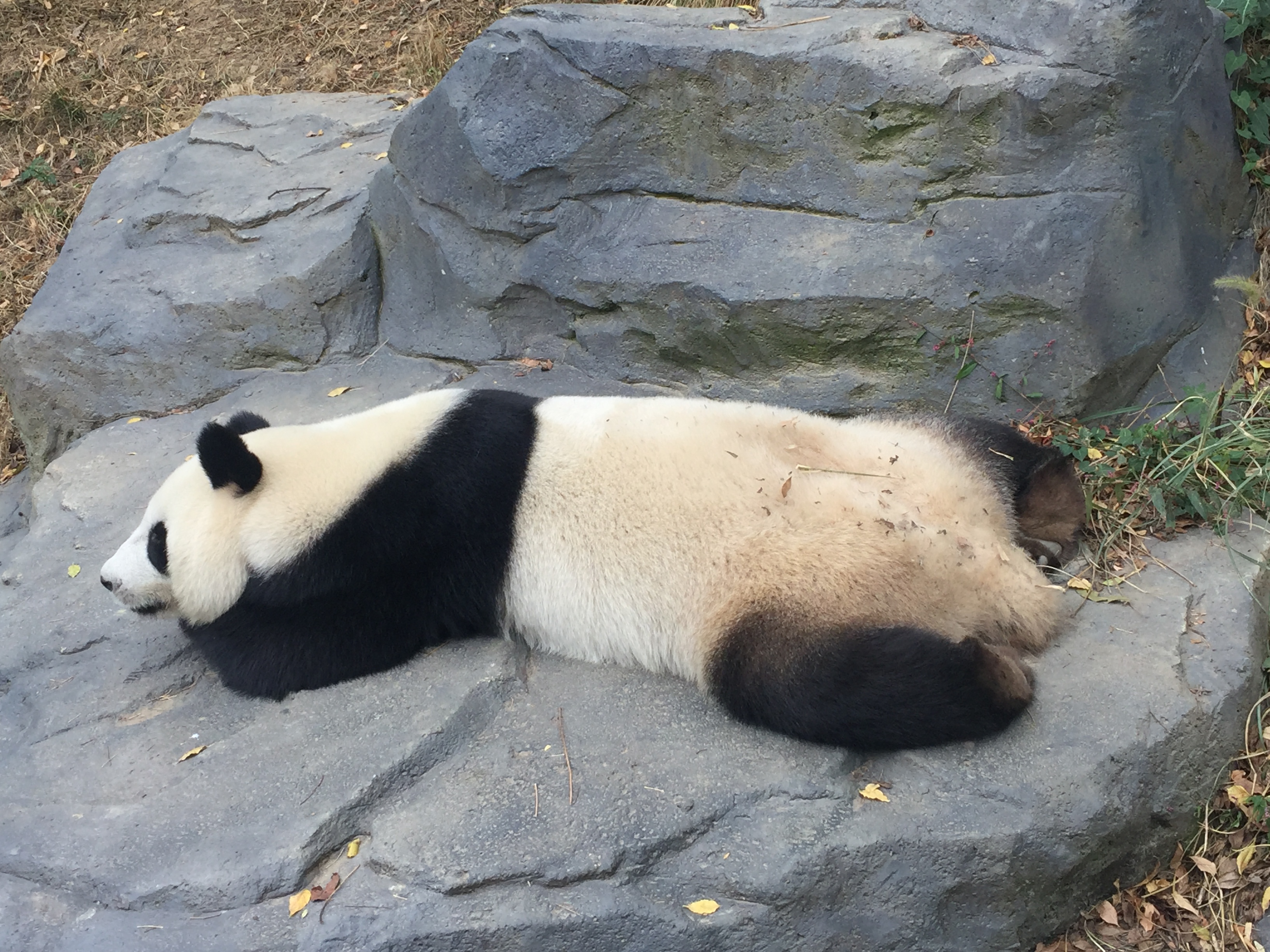 熊猫守护者周末嘛就想这样瘫着zt