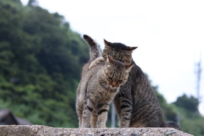 两猫相依偎,这波猫之间的爱情是什么水平? zt