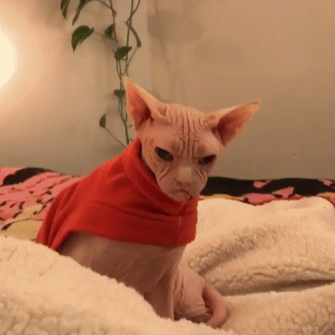 这只无毛猫名叫loki浑身透露着大佬的气质看起来很不好惹zt