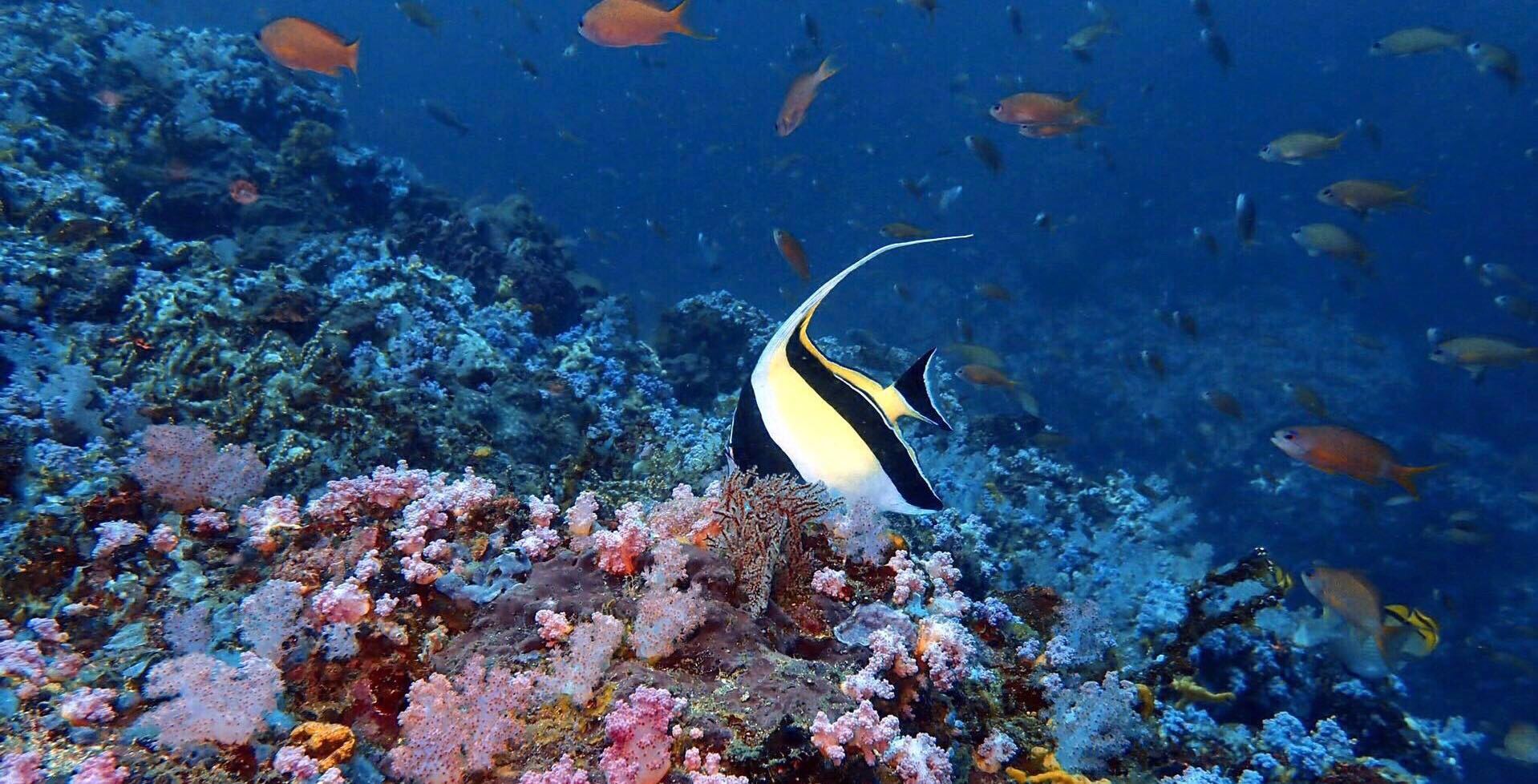 菲律宾的海豚湾是你心中的旅游首选地吗zt