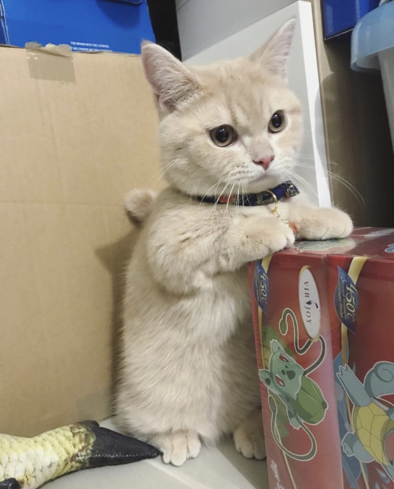 一只小短腿橘猫,你是吃小可爱长大的吗? zt