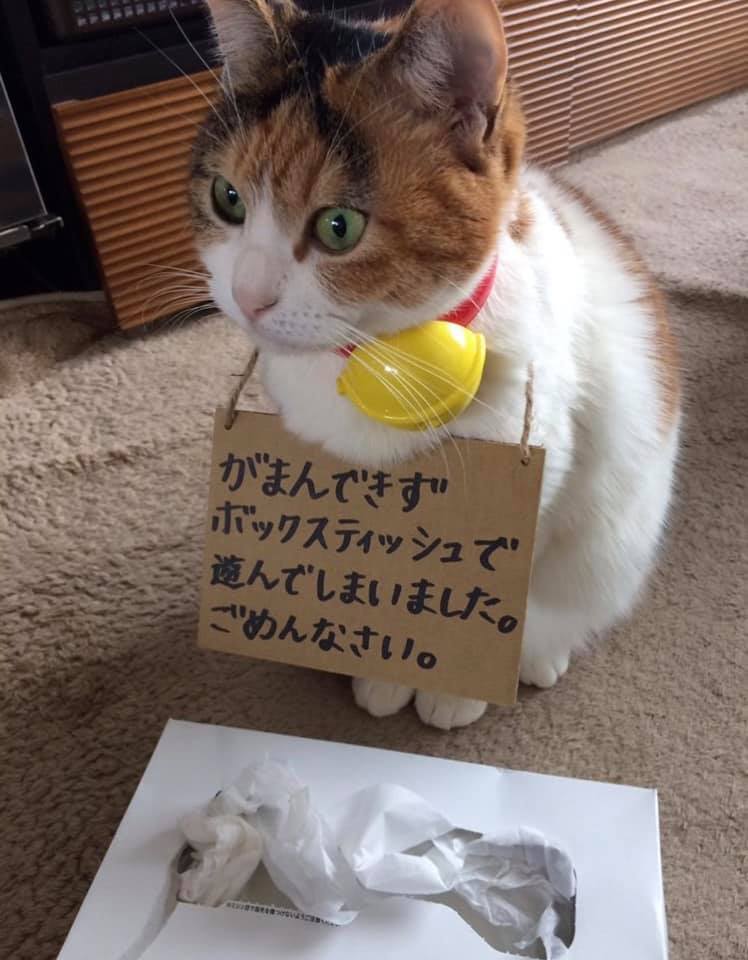 猫咪犯错后 主人会给它们挂上牌子好好反省 Zt 虎扑