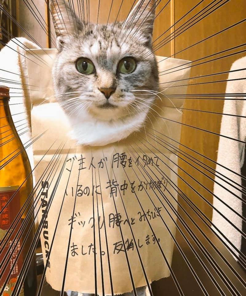 猫咪犯错后 主人会给它们挂上牌子好好反省 Zt 步行街主干道 虎扑社区