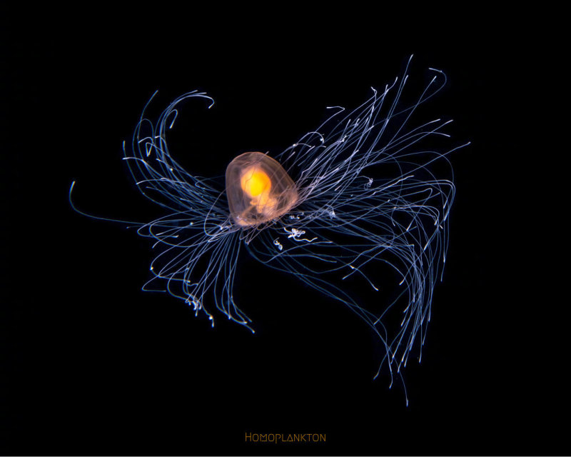 "永生"的灯塔水母,这波重生什么水平? zt