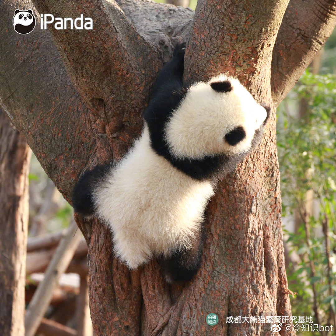 大熊猫的尾巴颜色图片