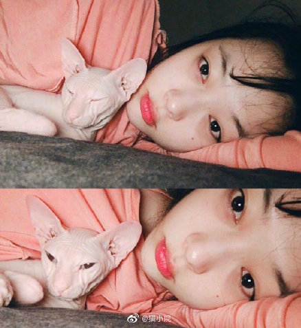 金希澈直播中的猫让人泪目zt