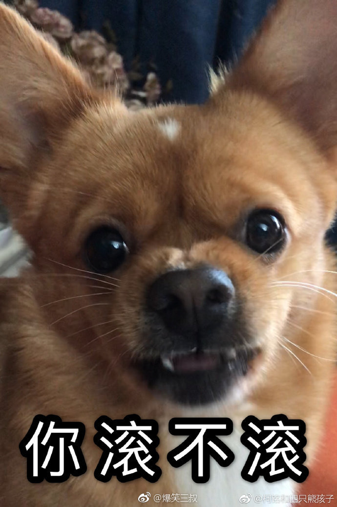 一组你哈尼的表情包,请立刻转载保存 zt