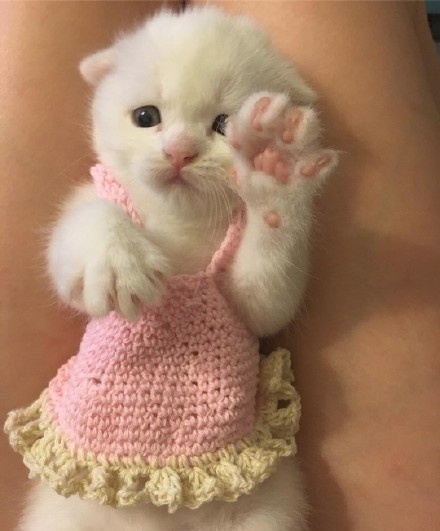 小仙猫,实在是太可爱了 zt