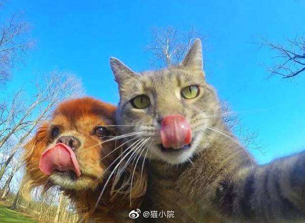 会自拍的猫咪好像比你还会拍zt