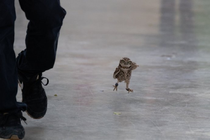 努力奔跑的猫头鹰bytwittermiterudakeyozt